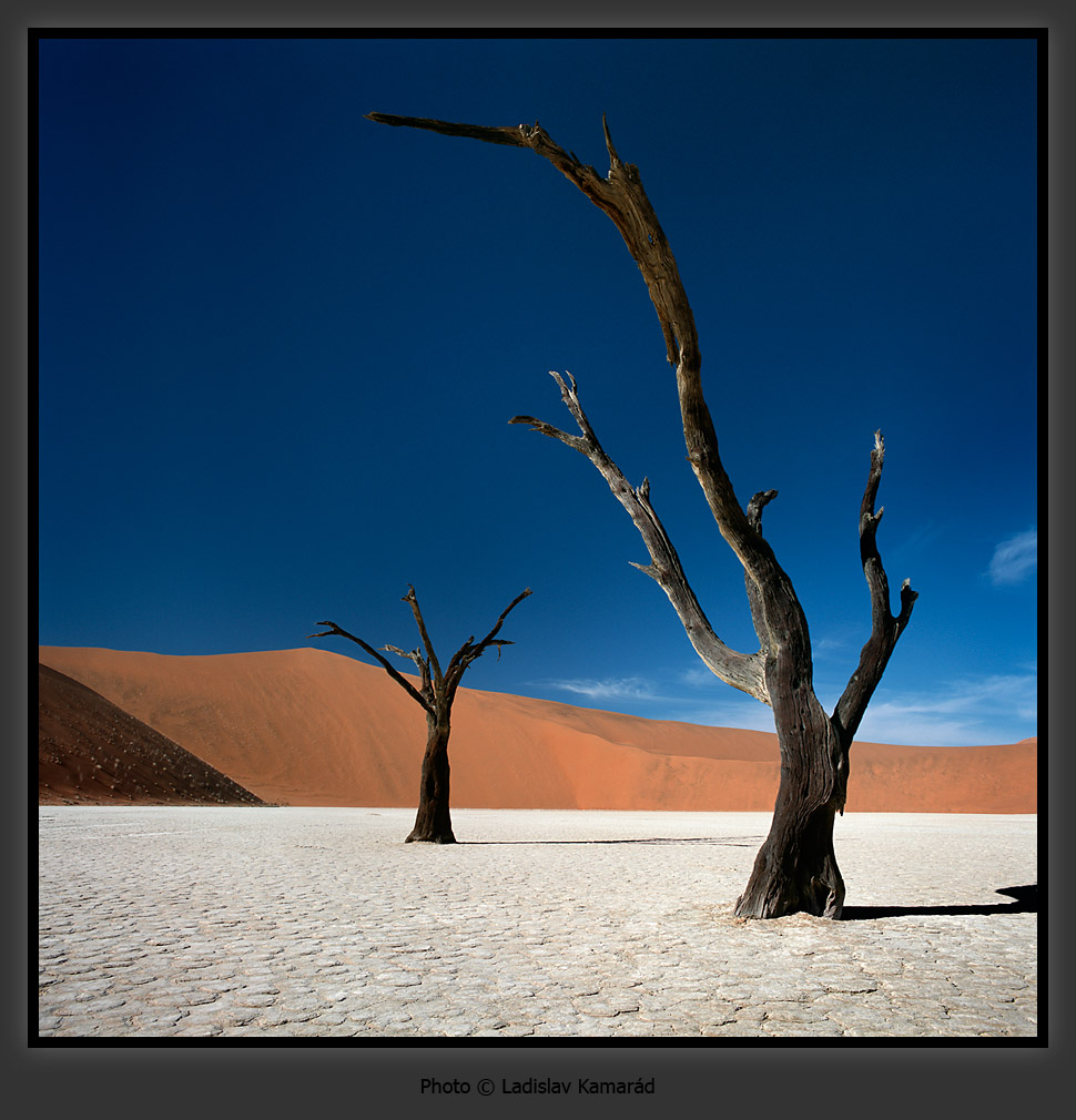 dead_treesw.jpg